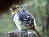 Crested barbet