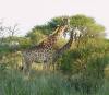 Curious giraffe