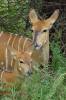 Nyala cow and calf
