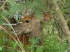 Nyala playing hide and seek