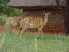 Curious visitors to our chalet