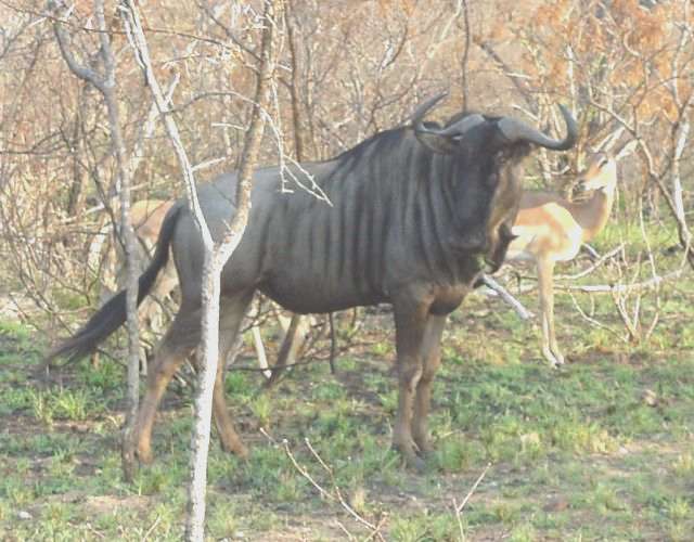 Gnu (Wildebeest) - Kruger Park - Sep, 2000