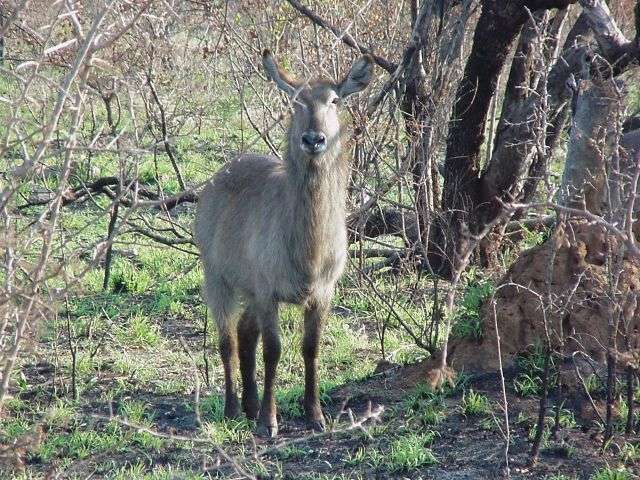 Waterbuck - Kruger Park - Sep, 2000